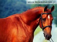 horses 017, 