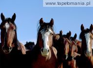 horses 022