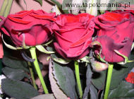 roses 11