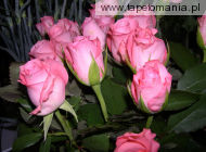 roses 34, 