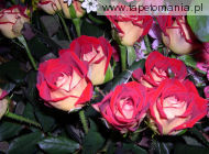 roses 39, 