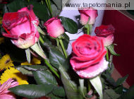 roses 43, 
