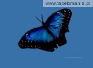 Blue Wallpapers 023, 