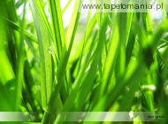 Green Wallpapers 023