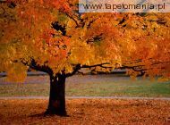An Autumn Beauty, 