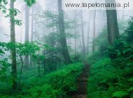 Appalachian Trail Along Foggy Ridge, Smoky Mountains, Tennessee