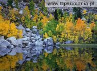 Autumn Color, Eastern Sierra, California, 