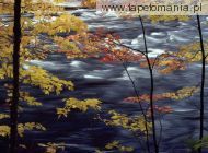 Autumn Colors a Rushing River, 