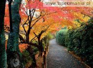 Autumn Colors, Kyoto, Japan, 