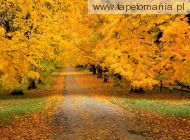 Autumn Covered Road, 