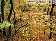 Autumn Forest, Percy Warner Park, Nashville, Tennessee, 