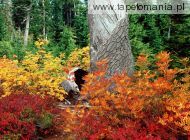 Autumn Heather Meadows North Cascades Washington
