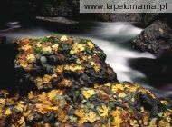 Autumn Leaf Covered Rock, Elk River, Oregon, 