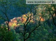 Autumn Light, Great Smoky Mountains, Tennessee, 