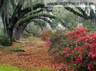 Azaleas and Live Oaks, Magnolia Plantation, Charleston, Sout