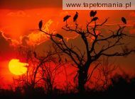 Botswana Sunset, Africa, 