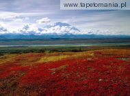 Brilliant Colors of Denali National Park, Alaska