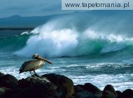 Brown Pelican, Galapagos, 