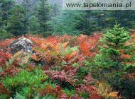 Colorful Ferns in Autumn, Acadia National Park, Maine, 