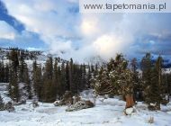 Early Snow Tree Huddle, Sierra Nevada, California, 