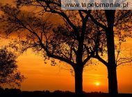 Elm Trees at Sunset, Illinois, 