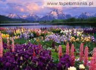 Grand Teton and Wildflowers, Wyoming