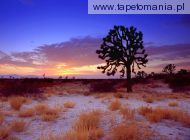 Joshua Tree Sunset, Mojave Desert, California, 
