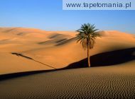 Lone Palm, Sahara Desert, 
