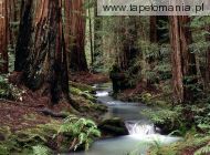 Montgomery Woods State Reserve, California, 