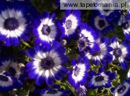 blue flowersb, 
