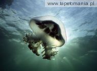 Mauve Stinger Jellyfish, Edithburg, South Australia, 
