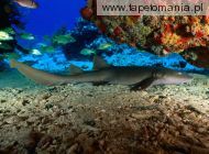 Nurse Shark, Virgin Islands, 