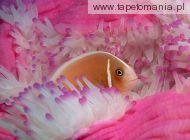 Pink Anemonefish, 
