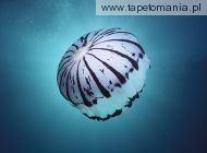 Purple Striped Jellyfish, Southern California