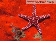 Red Starfish, 