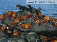 Sally Lightfoot Crabs and Marine Iguanas
