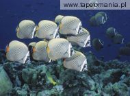 School of Collared Butterflyfish, Thailand, 