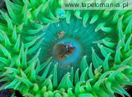 Sea Anemone, 
