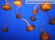 Sea Nettles, Monterey Bay Aquarium, California, 