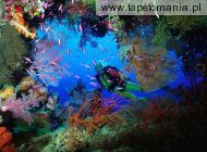 Soft Coral Embellished Cave, Fiji, 