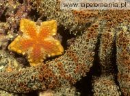 Southern Biscuit Star, Edithburgh Jetty, South Australia, 