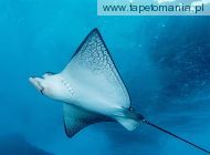 Spotted Eagle Ray, 