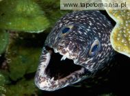 Spotted Moray Eel, 