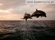 Taking Flight, Bottlenose Dolphins, 