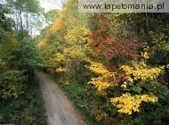 Autumn Roadway