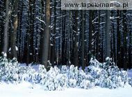 Eastern White Pine Trees
