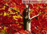 autumnal maple e1