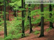 beechwood forest