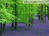 blue bells and beech trees