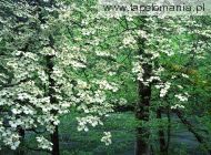 dogwood trees in bloom